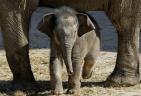 Animales salvajes en el zoológico « Blog de Fotografía digital