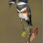 BeltedKingfisher14_thumb.jpg