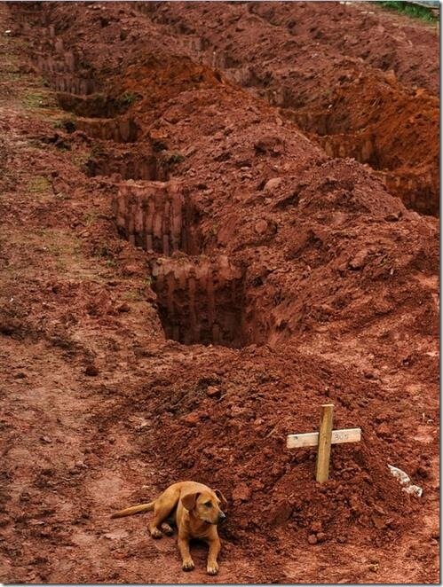 perro cerca de la tumba perro cerca de la tumba