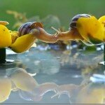 Fotos Macro de Caracoles por Mishchenko