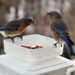 foto-pajaros