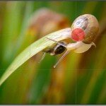 Regla de los Tercios en Fotografia