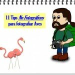 tips-fotografiar-aves.jpg